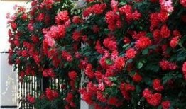 冬艳蔷薇在线观看,浪漫邂逅，暖冬恋曲