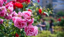 冬艳蔷薇在线观看,浪漫邂逅，暖冬恋曲